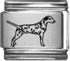 Dalmation