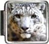 Snow Leopard Italian Charm